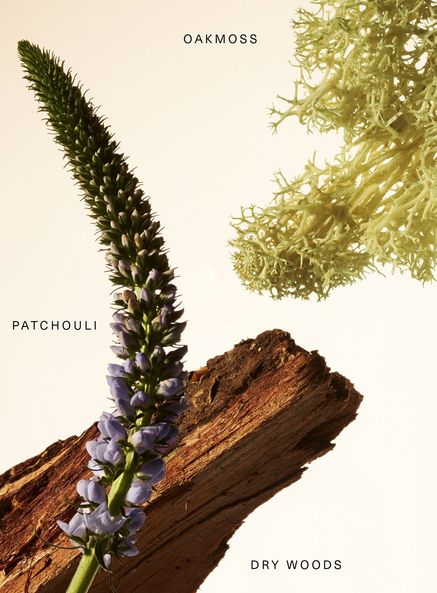 RARE BEAUTY
Rare Fragrance Layering Balm Woody Oak (20 ml)