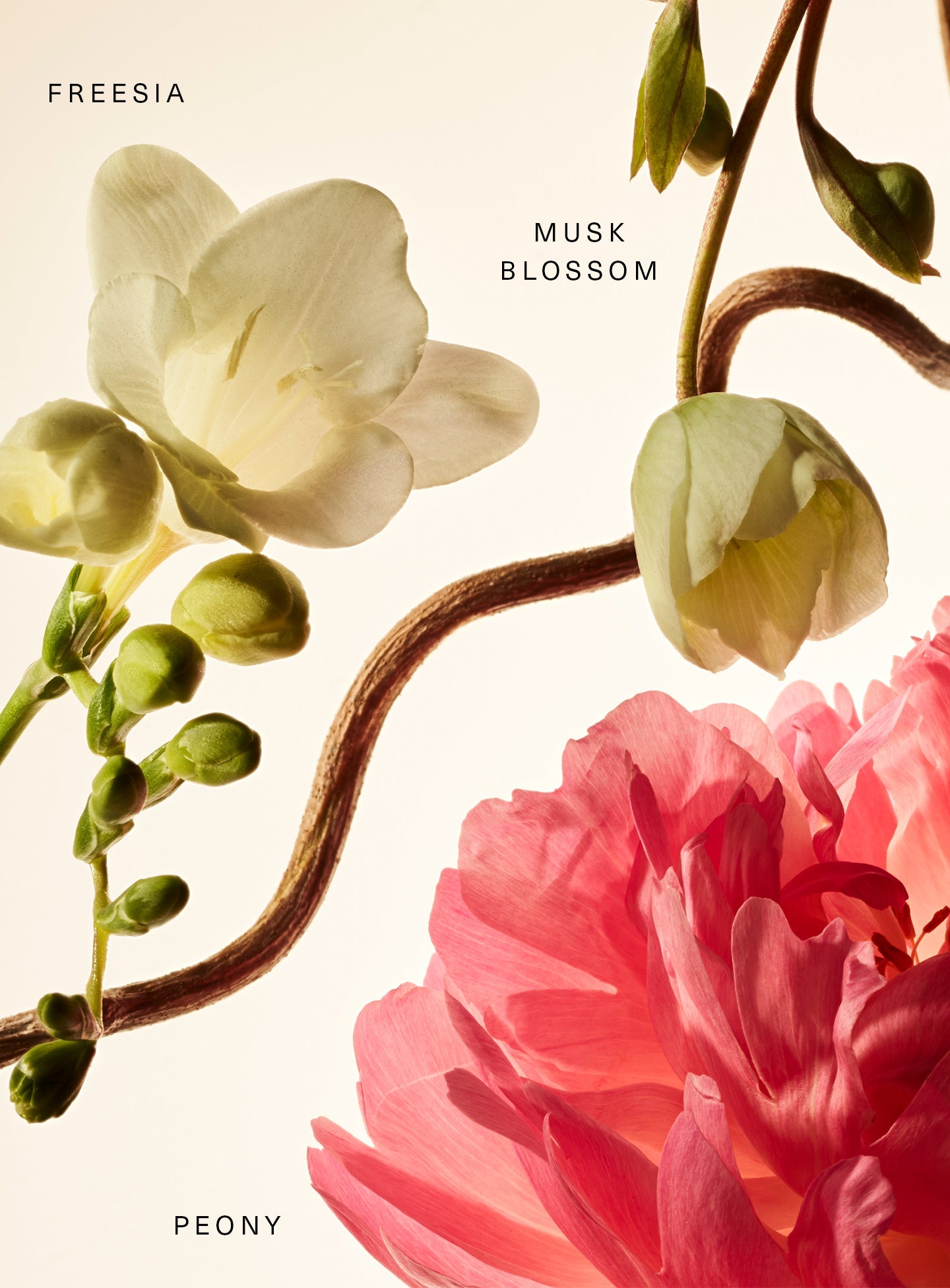 RARE BEAUTY
Rare Fragrance Layering Balm Floral Peony Blossom (20 ml)